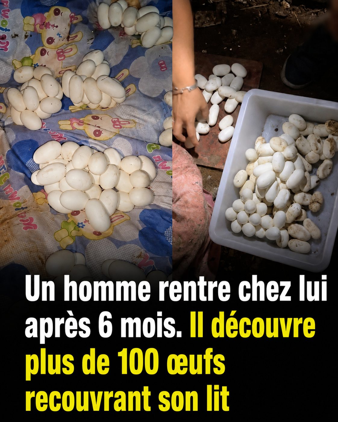 Il retrouve plus de 100 œufs sur son lit après 6 mois d'absence : l'explication des experts est fascinante