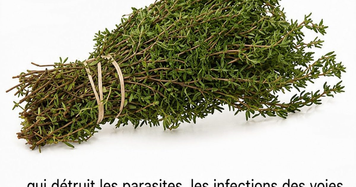 Ces plantes qui soutiennent le confort urinaire et digestif : ce que la science dit vraiment