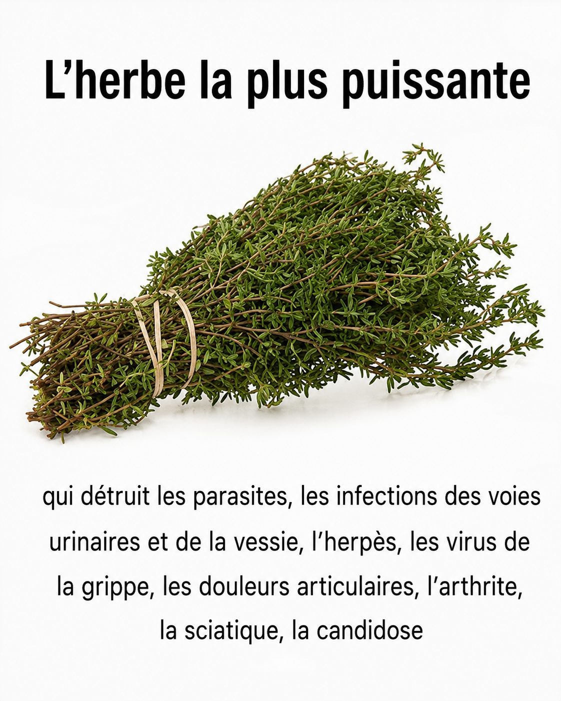 Ces plantes qui soutiennent le confort urinaire et digestif : ce que la science dit vraiment