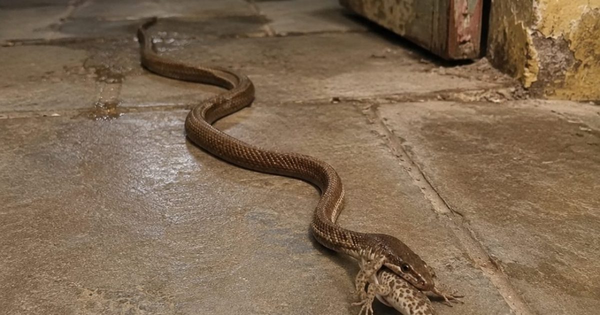 Un serpent dans la maison : que faire (sans paniquer) ?