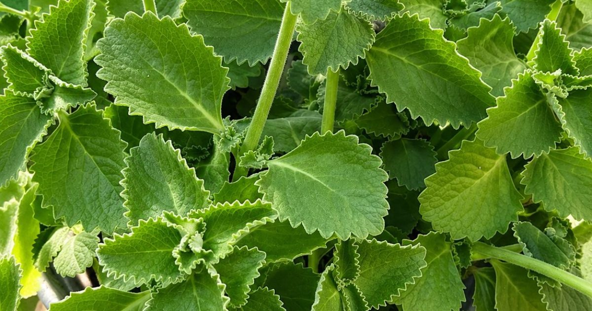 Origan : pourquoi cette herbe aromatique du quotidien est bien plus puissante qu'on ne le croit