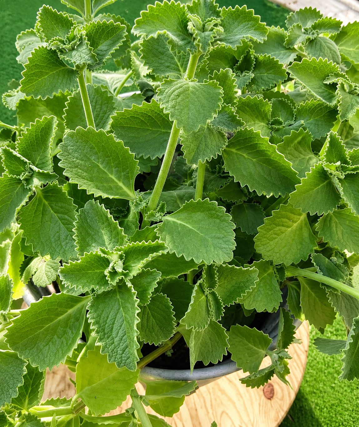 Origan : pourquoi cette herbe aromatique du quotidien est bien plus puissante qu'on ne le croit