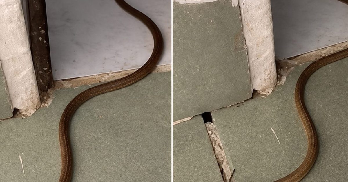 Un serpent dans la maison : les bons réflexes pour rester zen et réagir efficacement