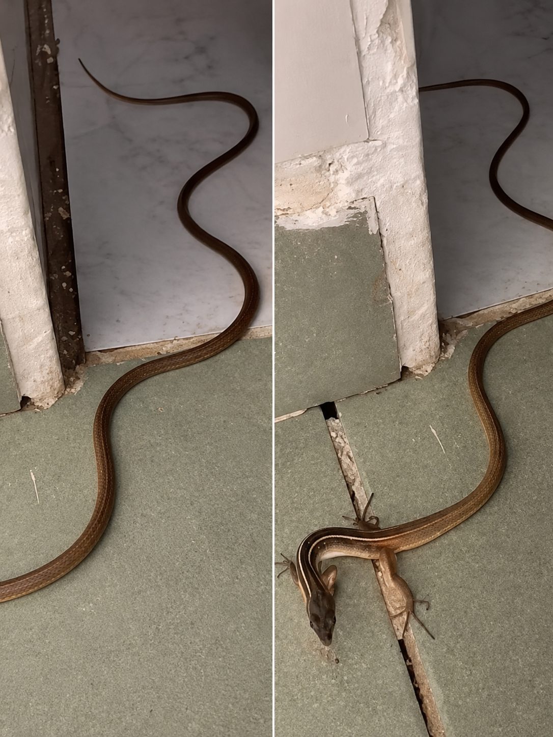 Un serpent dans la maison : les bons réflexes pour rester zen et réagir efficacement