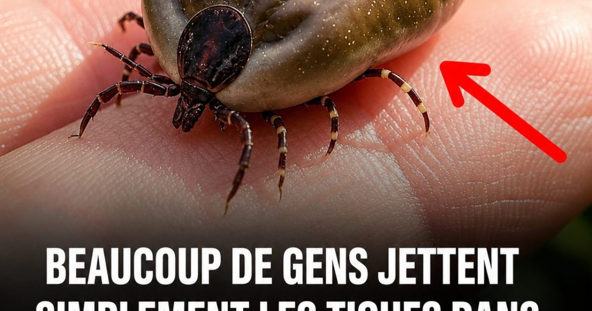Tiques : pourquoi il ne faut surtout pas les jeter dans les toilettes après les avoir retirées