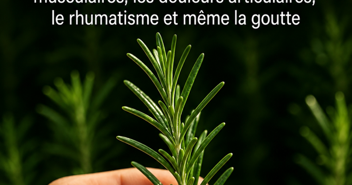 Romarin : l'herbe du quotidien qui fait des merveilles pour le corps et l'esprit