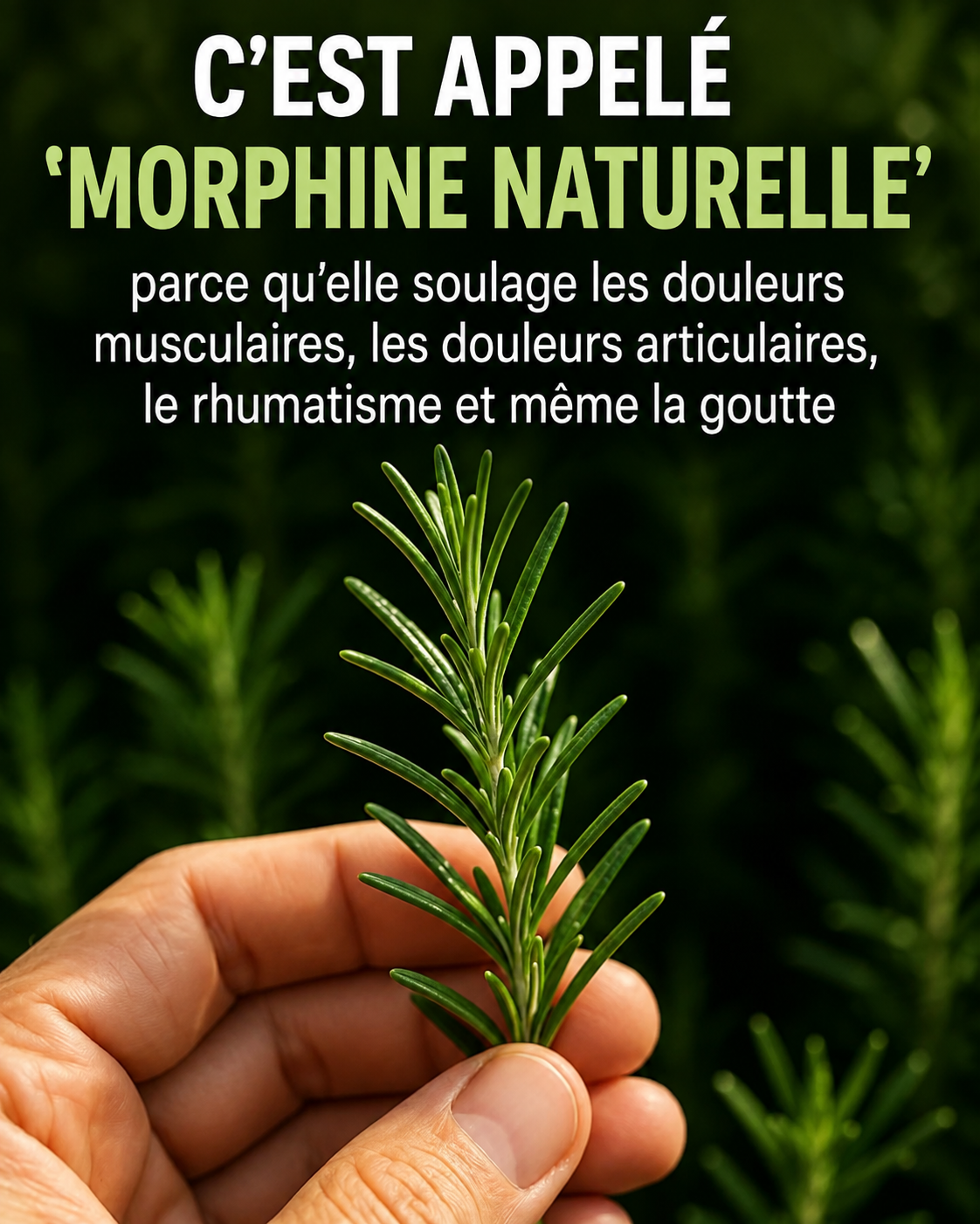 Romarin : la plante du quotidien aux vertus insoupçonnées que vous sous-estimez sûrement