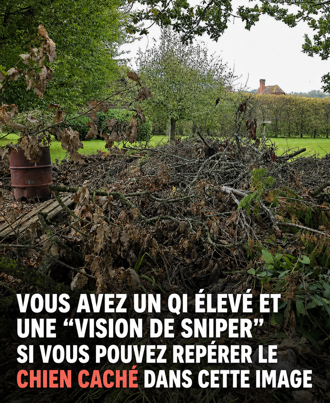Trouvez le chien caché dans cette image : le défi viral qui rend tout le monde fou
