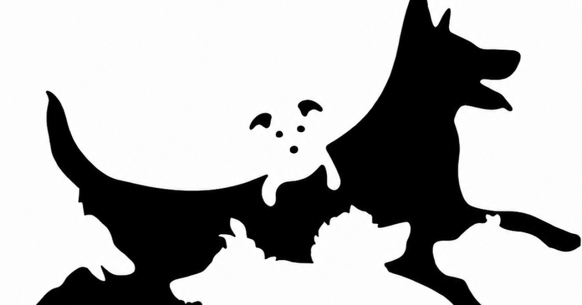 Test visuel : combien de chiens voyez-vous ? Ce que votre réponse dit vraiment de votre âge mental