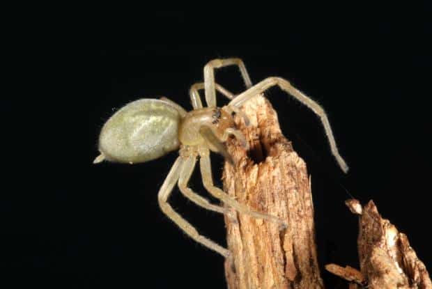 Cocon soyeux d'une araignée-sac