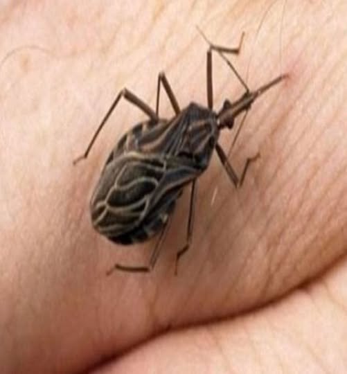 Alerte à la maison : cet insecte discret peut menacer votre santé, voici comment réagir
