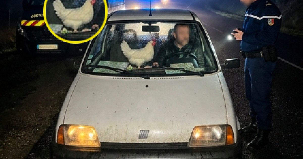Ivresse au volant : il conduit sans permis avec un poulet vivant comme copilote