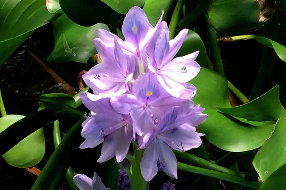 Jacinthe d'eau aux fleurs mauves flottant sur l'eau