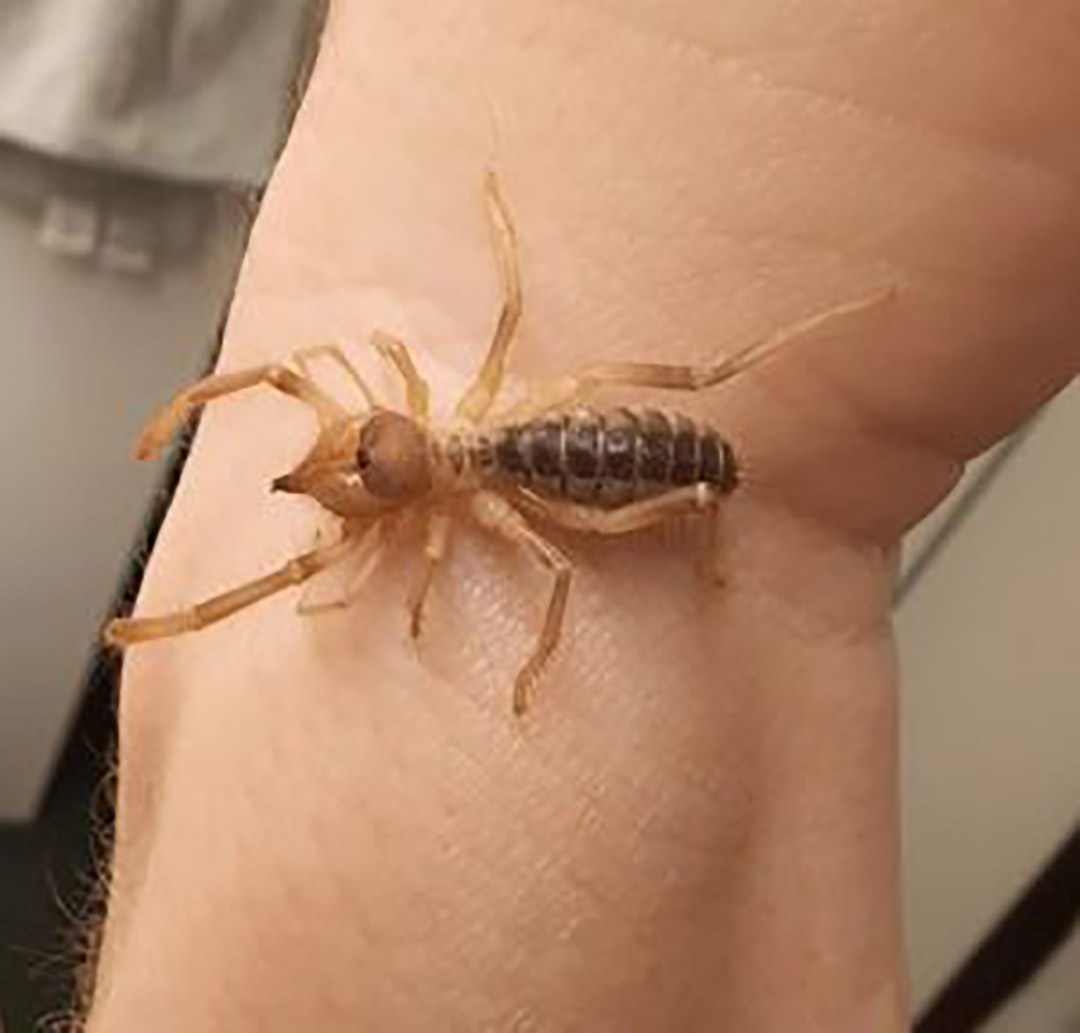 J’ai trouvé ça dans ma voiture… mais qu’est ce que c’est ?