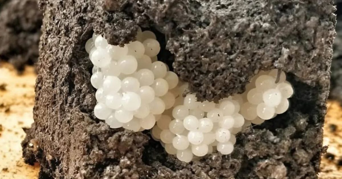 J’ai trouvé quelque chose d’étrange dans le jardin — de petites boules blanches et rondes. J’ai été horrifiée quand j’ai compris ce que c’était