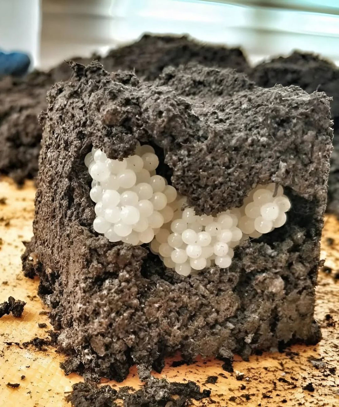 J’ai trouvé quelque chose d’étrange dans le jardin — de petites boules blanches et rondes. J’ai été horrifiée quand j’ai compris ce que c’était