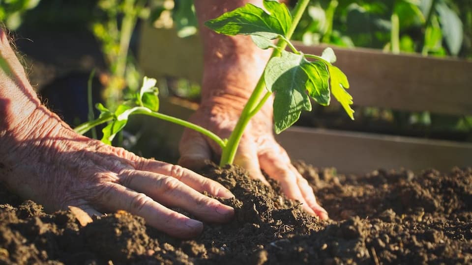Potager avec légumes cultivés naturellement