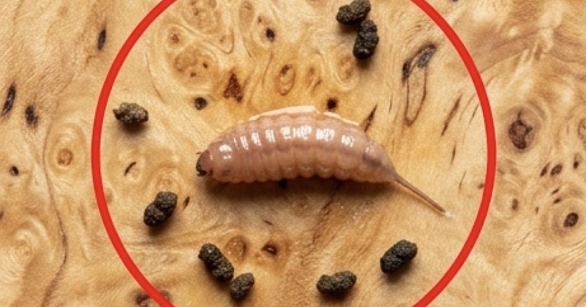 Je faisais cuire du bœuf haché et, en le sortant de la poêle, j’ai remarqué un objet étrange qui ne ressemblait pas à du bœuf