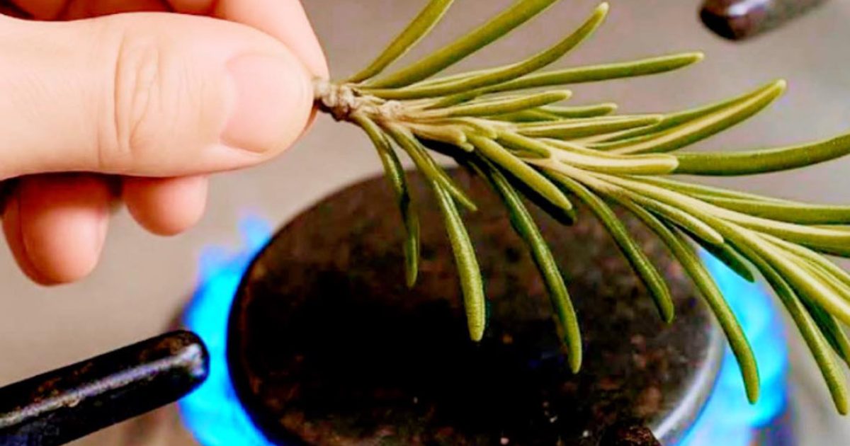 Je n’aurais jamais cru que brûler du romarin puisse faire ça