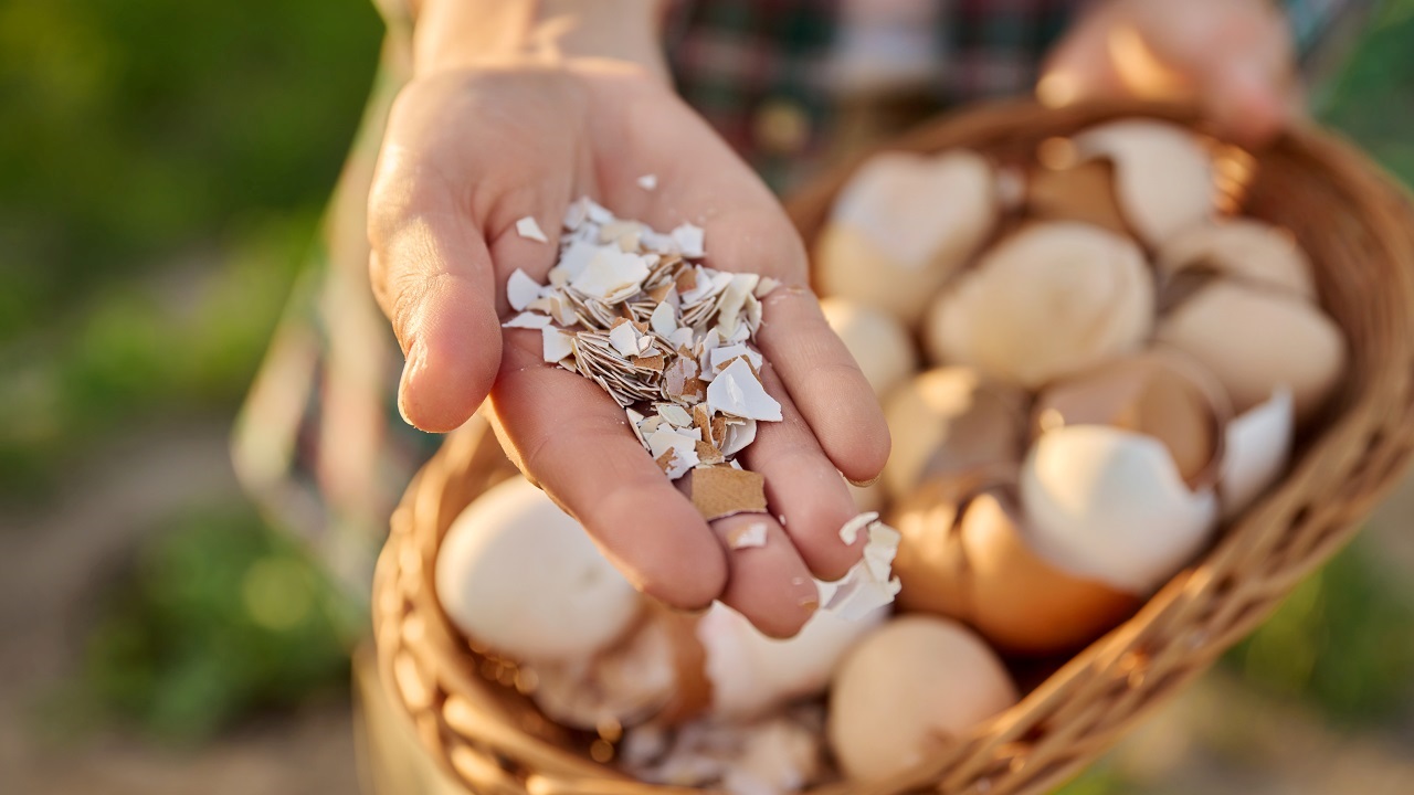 Coquilles d’œufs : et si vous les faisiez bouillir au lieu de les jeter ?