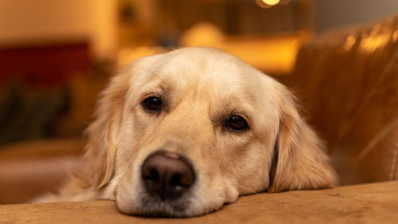 L’ultime cadeau de votre chien : ce qu’il vit vraiment lors de son dernier adieu