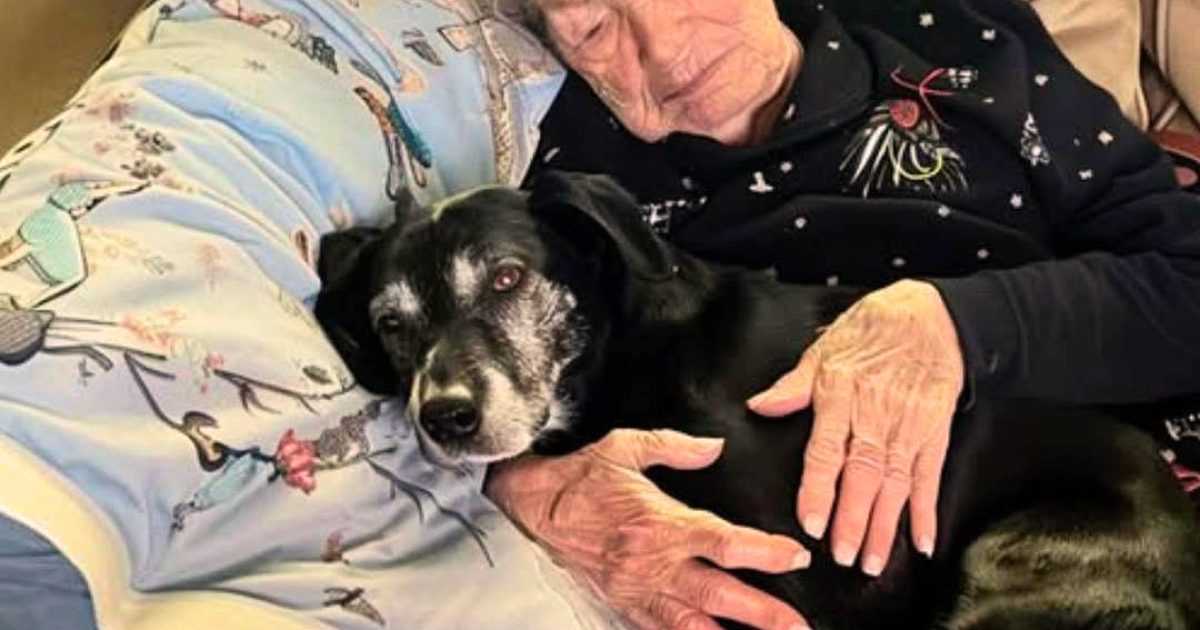 J’étais la seule à avoir amené le chien de ma grand-mère pendant que ma famille se disputait l’héritage familial — et ce geste a fini par révéler le secret de famille qu’elle m’avait laissé