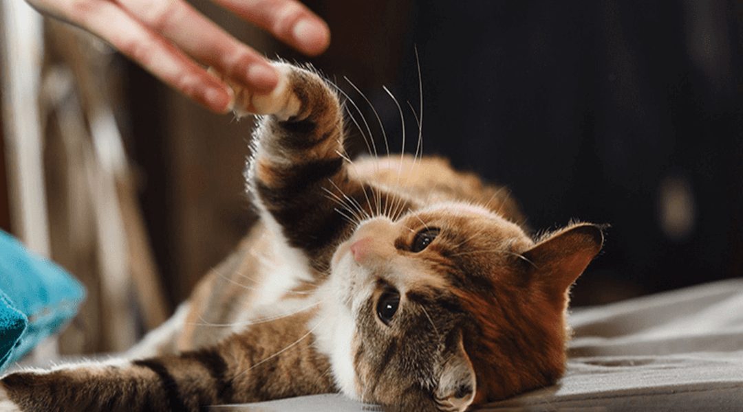 Morsures de chat : le message secret que votre félin tente de vous transmettre