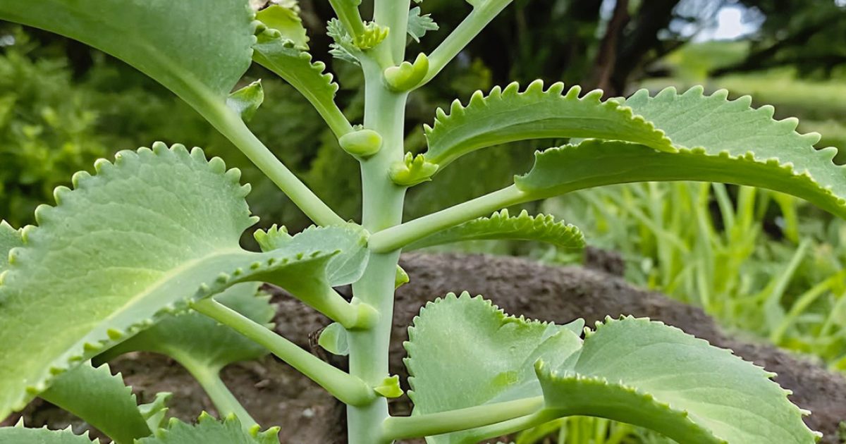 Kalanchoé : 15 bienfaits, mode de consommation, recette détaillée, conseils pratiques et bien plus encore