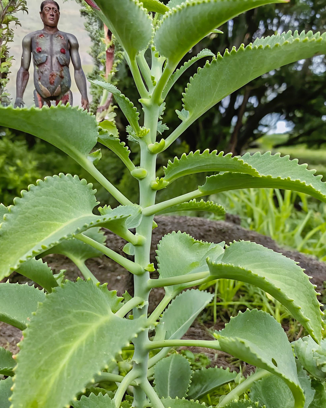 Kalanchoé : 15 bienfaits, mode de consommation, recette détaillée, conseils pratiques et bien plus encore