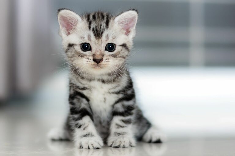 Chaton assis au sol