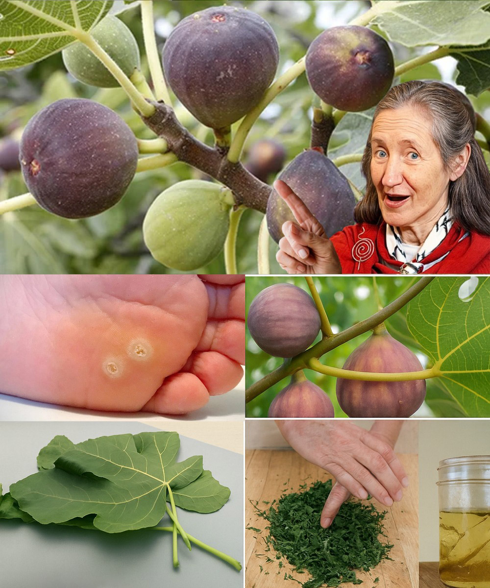 La magie cachée des feuilles de figuier : ces héroïnes méconnues de la nature