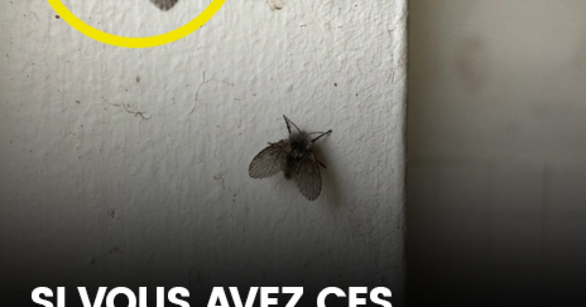 La mouche des toilettes qui apparaît dans de nombreux foyers et les signes de sa présence
