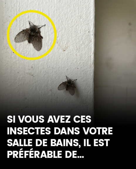 La mouche des toilettes qui apparaît dans de nombreux foyers et les signes de sa présence