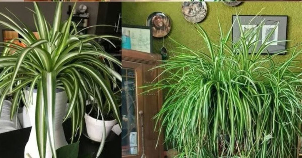 La plante araignée (Chlorophytum comosum) est un choix exceptionnel pour n’importe quelle maison, grâce à ses nombreux bienfaits et à sa facilité d’entretien