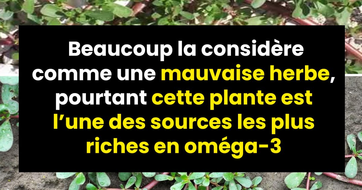 La plupart des gens la considèrent comme une simple mauvaise herbe, alors qu’elle fait partie des plantes les plus riches en acides gras oméga-3.