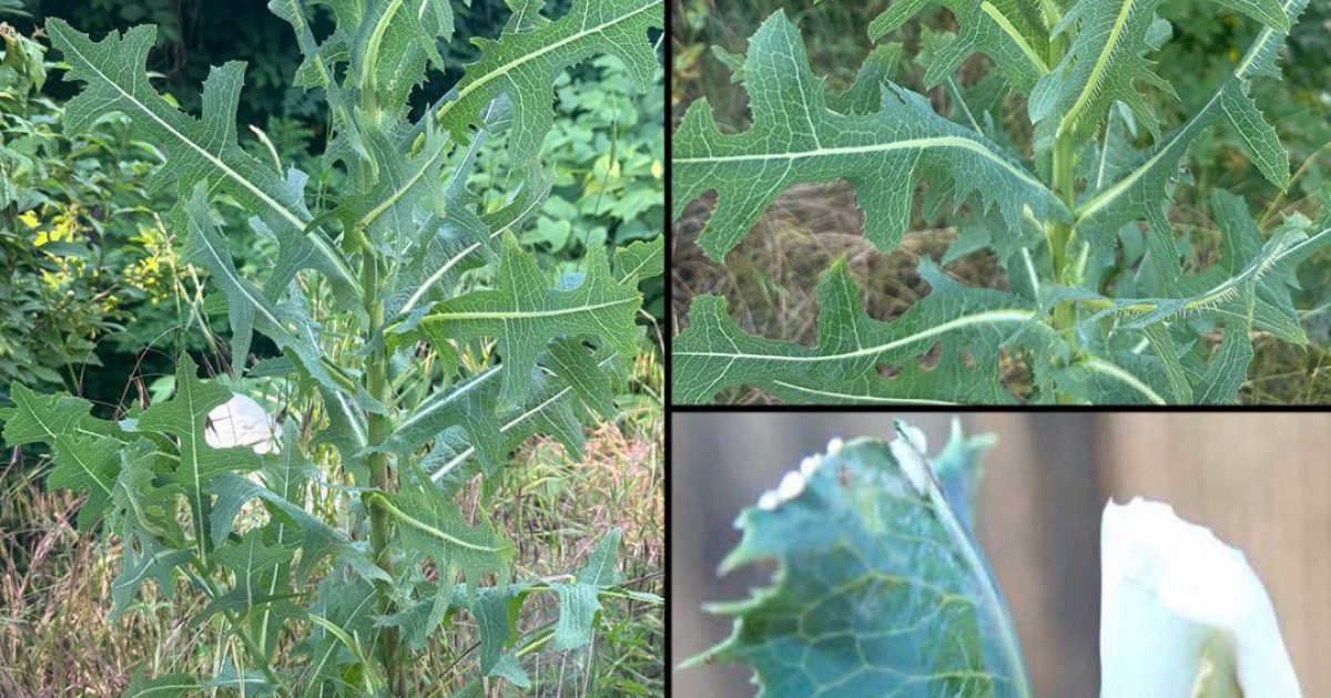 La plupart des gens ne savent pas que cette plante, qui pousse partout, contient une sève aussi précieuse que l’argent