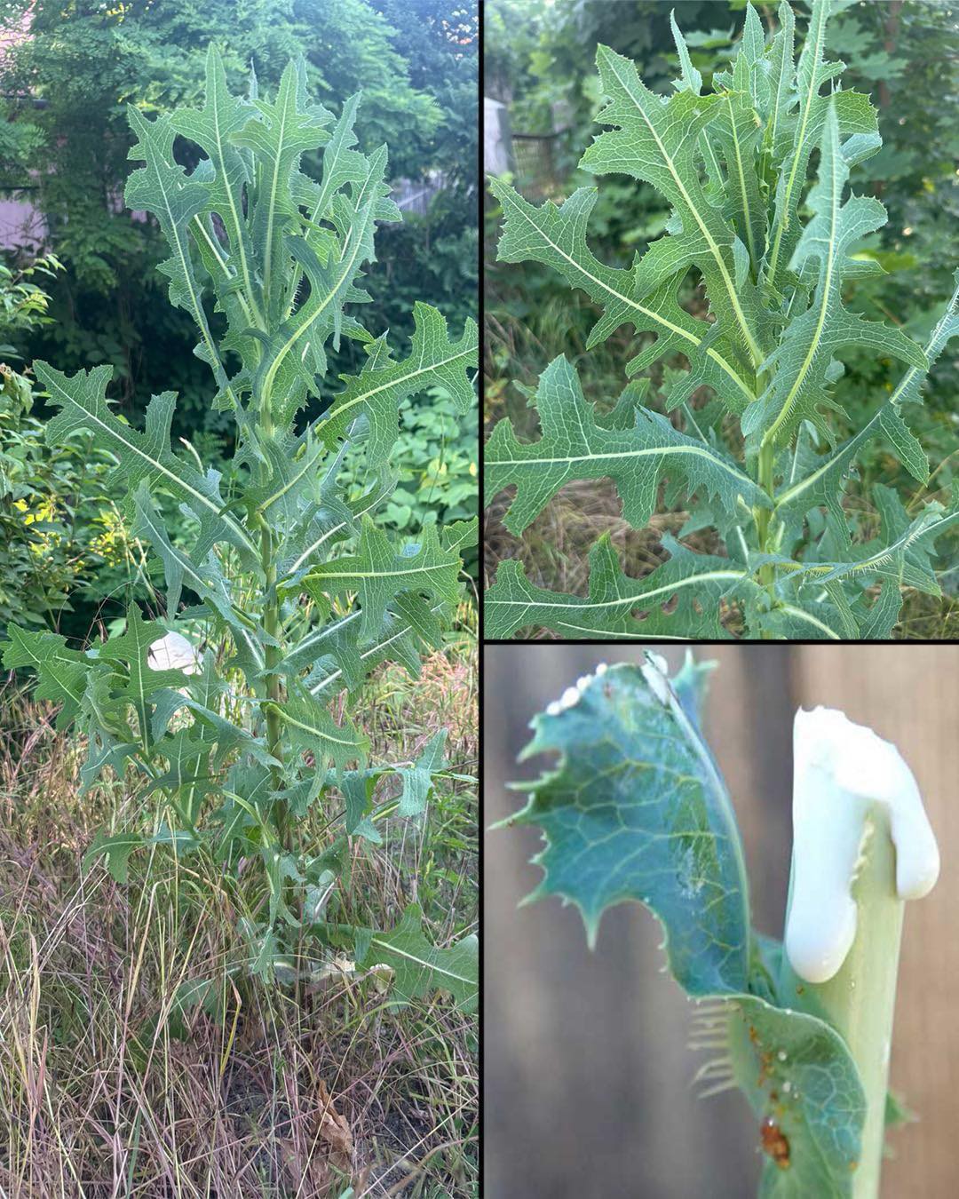 La plupart des gens ne savent pas que cette plante, qui pousse partout, contient une sève aussi précieuse que l’argent