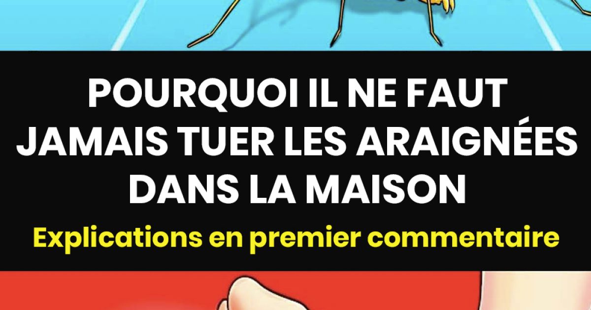 La raison pour laquelle il ne faut jamais tuer les araignées dans la maison