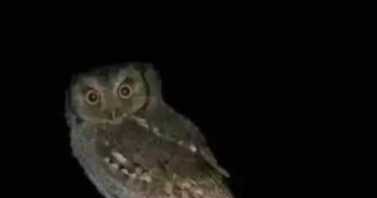 La signification profonde de la présence d’un hibou rôdant autour de votre maison