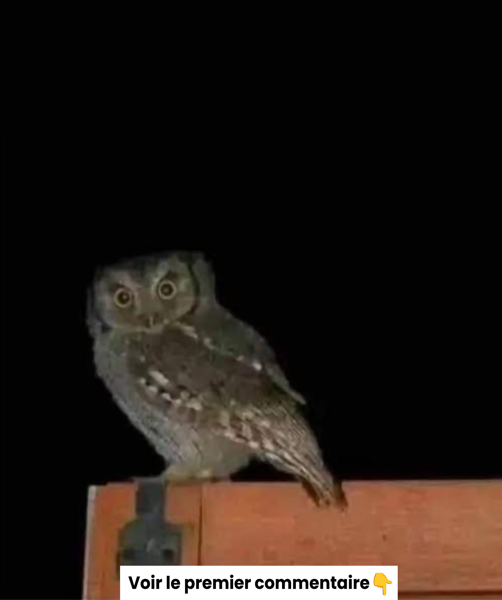 La signification profonde de la présence d’un hibou rôdant autour de votre maison