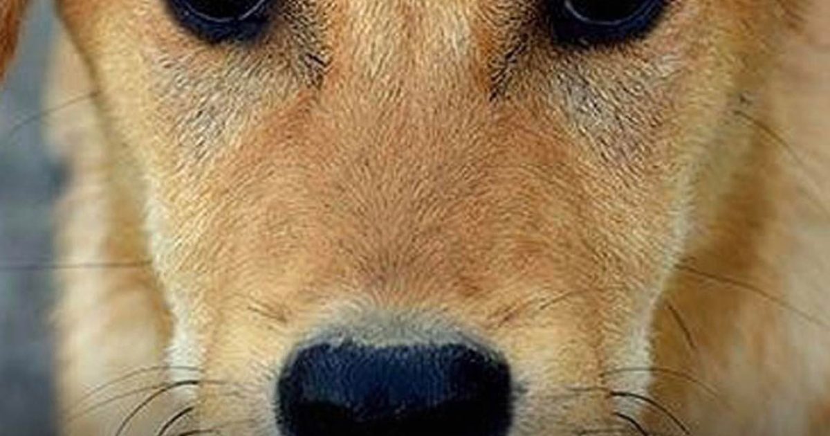 La véritable signification du regard intense que votre chien pose sur vous