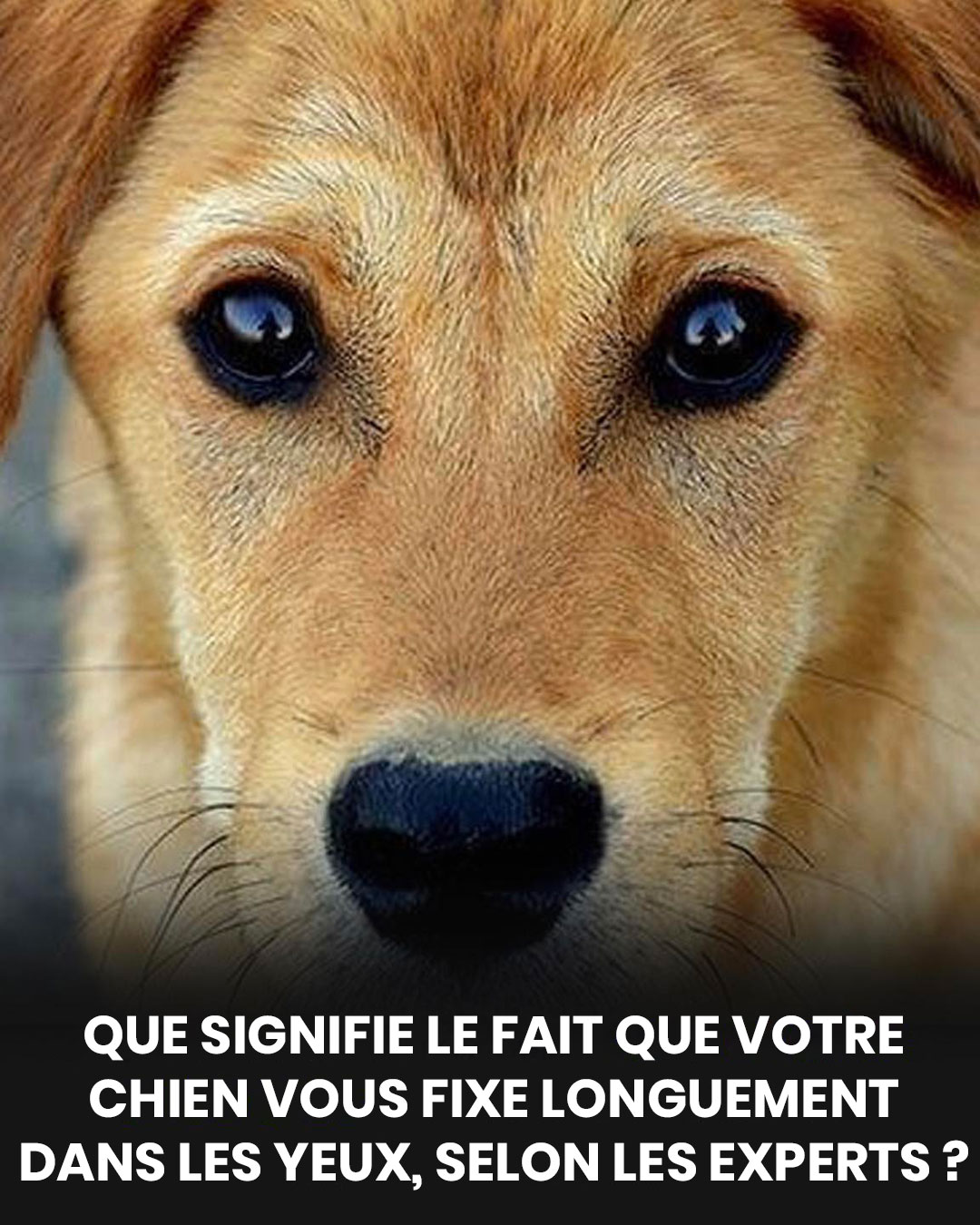 La véritable signification du regard intense que votre chien pose sur vous