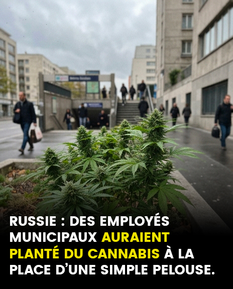 La ville plante par erreur un champ de cannabis à la place d’une pelouse