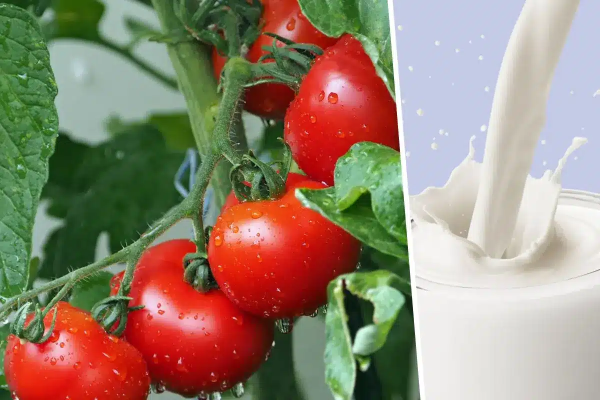 Protection des tomates avec du lait