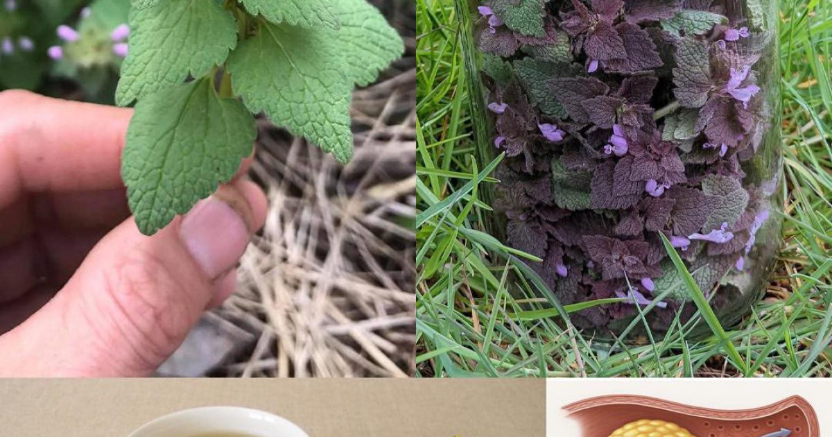 Lamier pourpre (Lamium purpureum) : quels bienfaits ?