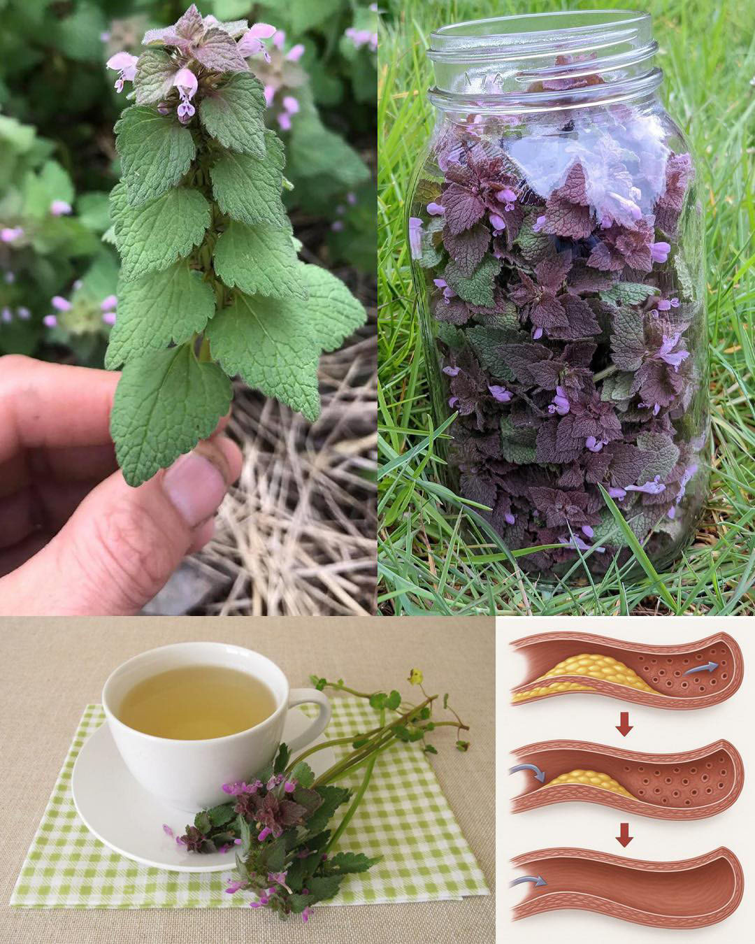 Lamier pourpre (Lamium purpureum) : quels bienfaits ?