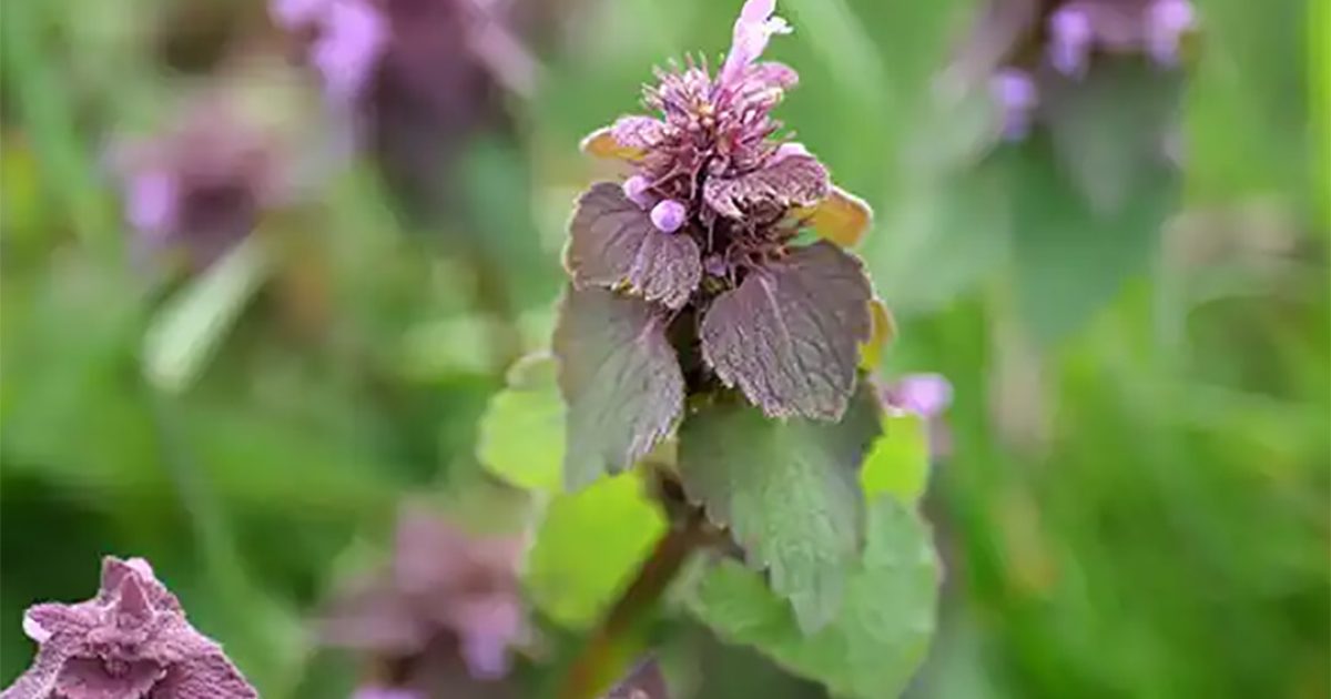 Lamier pourpre (Lamium purpureum) : un trésor caché aux usages pratiques