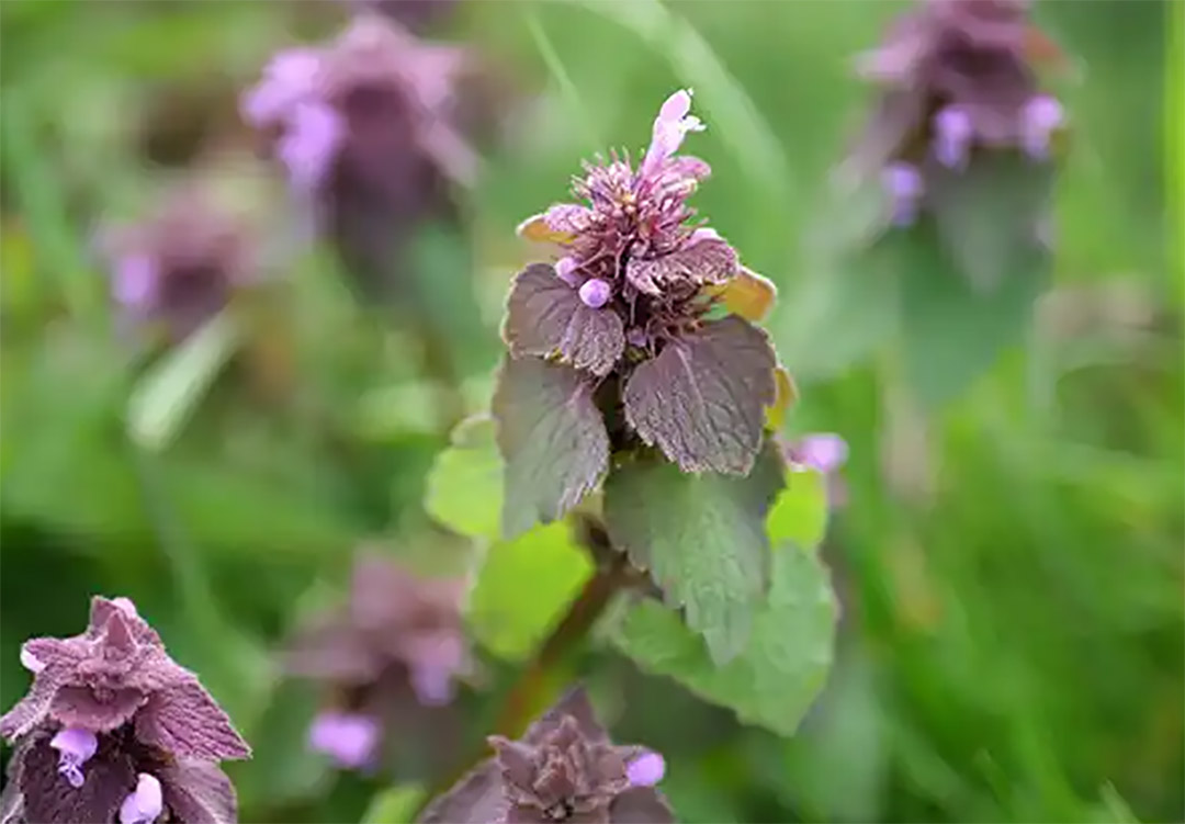 Lamier pourpre (Lamium purpureum) : un trésor caché aux usages pratiques