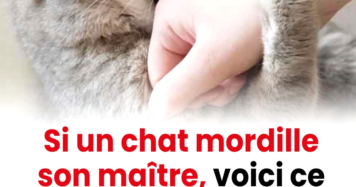 L'appel inexprimé : pourquoi votre chat vous mord — la psychologie cachée de la douleur, de la surcharge et de la trahison