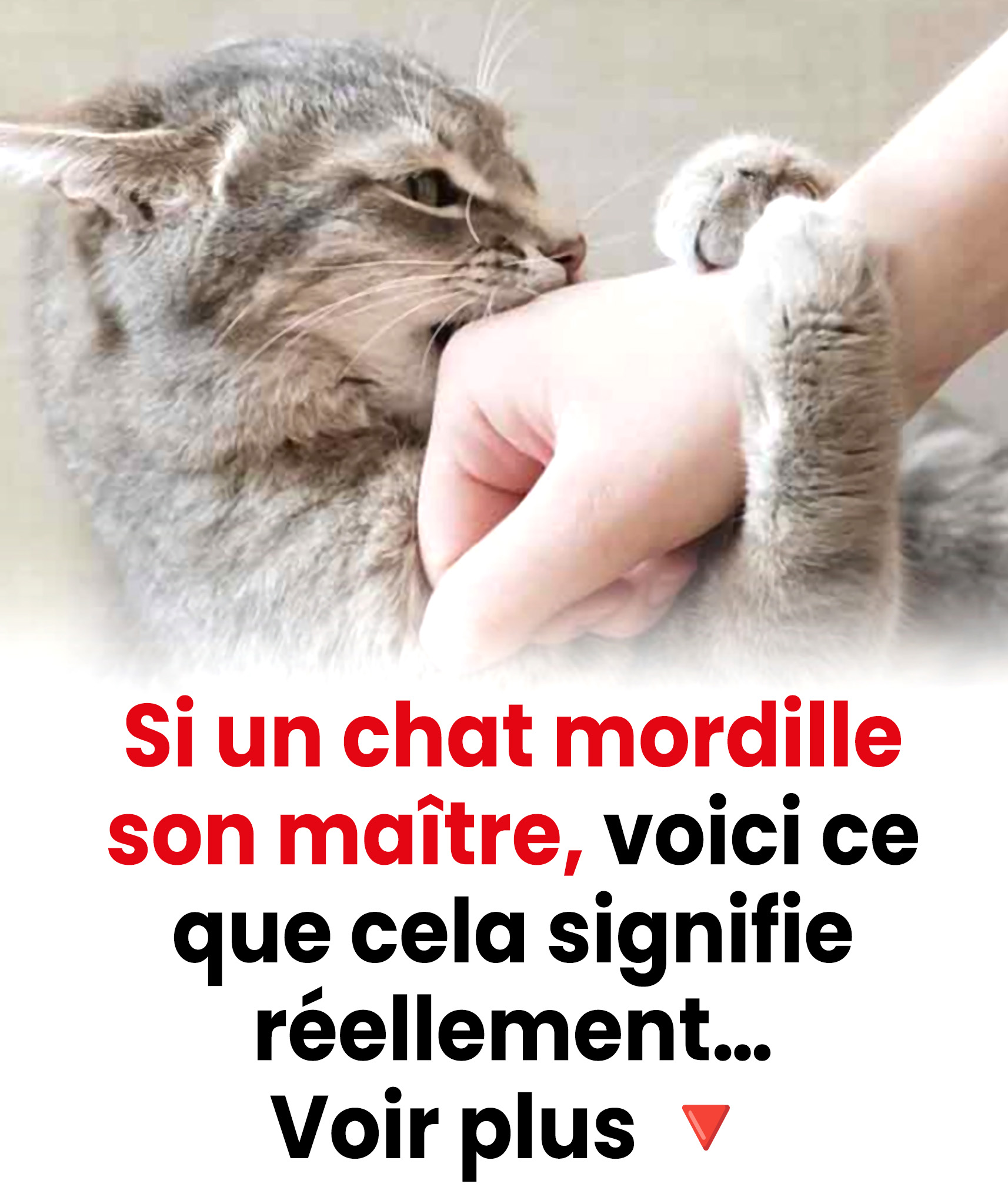 L'appel inexprimé : pourquoi votre chat vous mord — la psychologie cachée de la douleur, de la surcharge et de la trahison